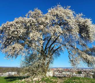 Słynne wiosenne drzewo w Krakowie zakwitło. Śliwa na kopcu Krakusa wygląda bajecznie