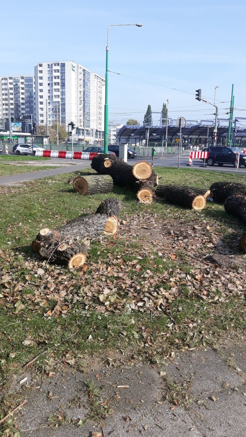 Także inni mieszkańcy Poznania wyrażają swoje zaniepokojenie wycinką drzew w rejonie Ronda Rataje