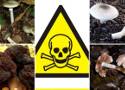 Oto najbardziej trujące grzyby w polskich lasach. Są śmiertelnie niebezpieczne. Jakie są objawy i skutki zatrucia? LISTA