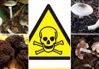 8 najbardziej trujących grzybów w polskich lasach. Niektóre są śmiertelnie groźne!