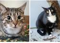 Te urzekające kocie dziewczynki czekają na nowy dom! Adoptuj kota ze schroniska w Poznaniu. Zobacz zdjęcia