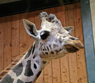 Oto nowa mieszkanka gdańskiego zoo – samica żyrafy ugandyjskiej Alia