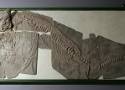 Skamieniałości sprzed 180 mln lat w Centrum Edukacji Przyrodniczej UJ. Wśród nich kompletny szkielet ichtiozaura