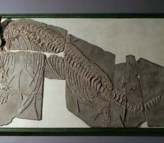 Szkielet dinozaura sprzed 180 milionów lat. Tuż obok krakowskiego Rynku