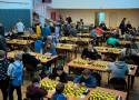 Stu młodych szachistów zmierzy się ze sobą w Borzęcinie