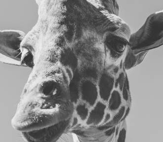 Smutne wieści z Zoo Borysew. Odszedł jeden z ulubieńców gości - żyrafa Tymon ZDJĘCIA