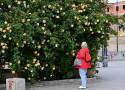 Odkryj romantyczną ścianę róż w sercu Wrocławia: idealne miejsce na sesję zdjęciową