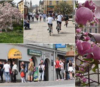 Poniedziałek Wielkanocny w Tarnowie: spacerowicze, kwitnące magnolie, kolejki po lody