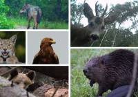 Wyjątkowe zdjęcia zwierząt z polskich lasów. Zobacz, co uchwyciły fotopułapki!