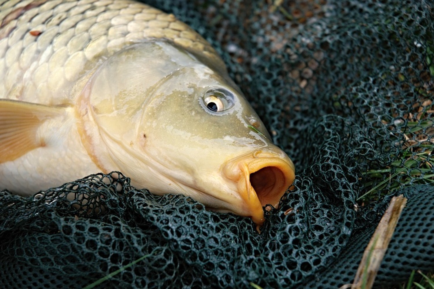 Karp żywy