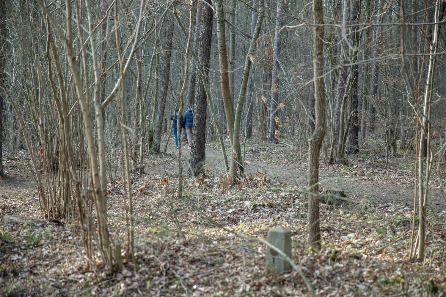 Zobacz białostockie lasy w naszej galerii