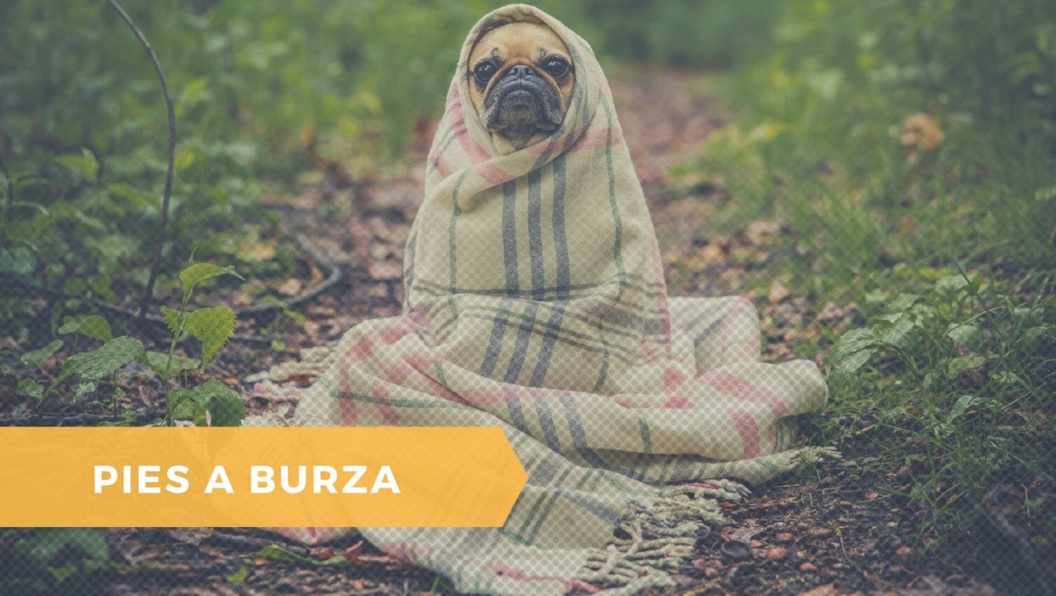 W czasie burzy koty i psy chętnie chowają się w łazienkach