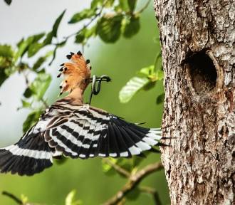 Zadziwiające zdjęcia z życia ptaków w radomskiej Łaźni. Są niezwykłe!