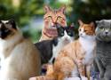 Te rasy kotów są najmądrzejsze. Oto najnowsze badania amerykańskich naukowców [26.11.2022 r.]
