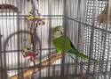 Można adoptować papugę w Szczecinie [WIDEO]                                 