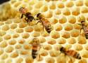 Pszczoła za szybką. Ul ze szkła w skansenie w Parku Śląskim. 3 lipca Dzień Miodu