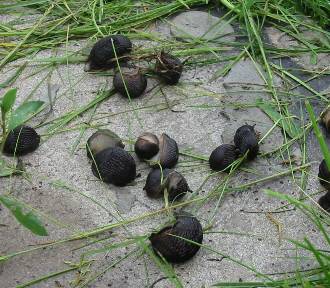 Plaga bezdomnych ślimaków w Nowej Hucie. List Czytelnika, służby reagują