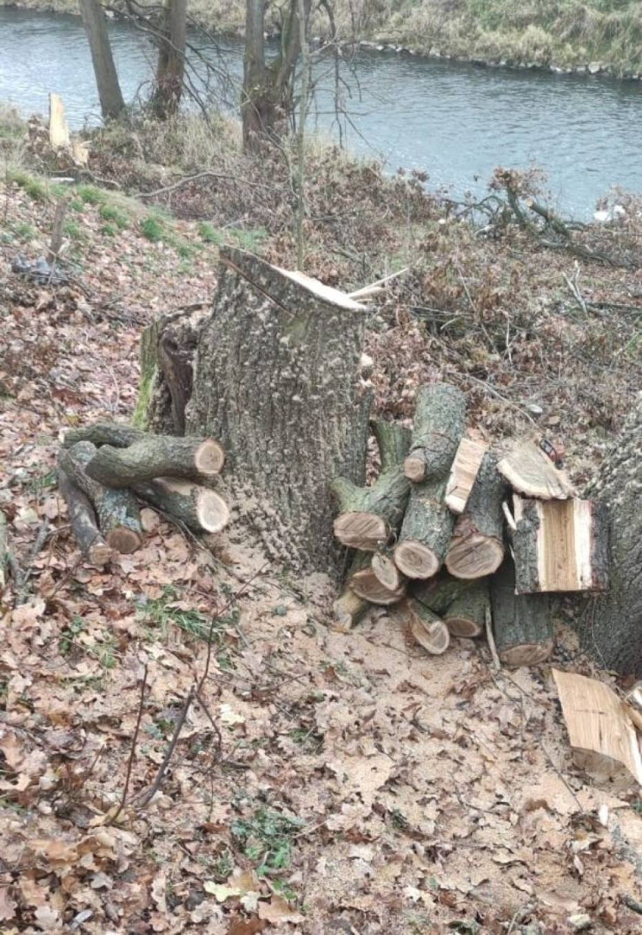 Nielegalna wycinka drzewa w Jeleniej Górze - interweniowała Straż Miejska