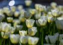 Tysiące pięknych tulipanów w Bielsku-Białej. Wiosna w mieście rozkwitła kolorami. Zobaczcie ZDJĘCIA