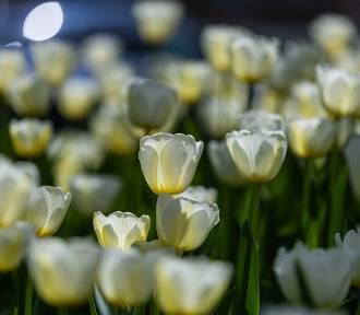 Tysiące pięknych tulipanów w Bielsku-Białej. Wiosna w mieście rozkwitła kolorami