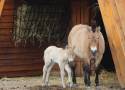 W ZOO urodziła się klacz konia Przewalskiego. Na wolności zostało ich niespełna 200