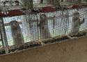 Koszmar zwierząt na fermie norek w Lubuskiem. Doszło do przestępstwa? Wstrząsające wyniki śledztwa