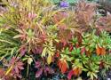Kolorowa jesień w ogródkach działkowych 