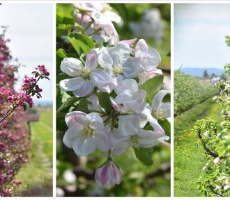 Prawdziwa eksplozja wiosny w tarnowskich sadach. Drzewa jabłoni obsypane kwiatami!