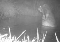 Urzekający bóbr podczas kąpieli. Zwierzak mieszka w lesie pod Częstochową
