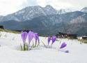 Krokusy 2023 na Podhalu. Urocze kwiaty przebijają się spod śniegu. Znów polany robią się fioletowe 