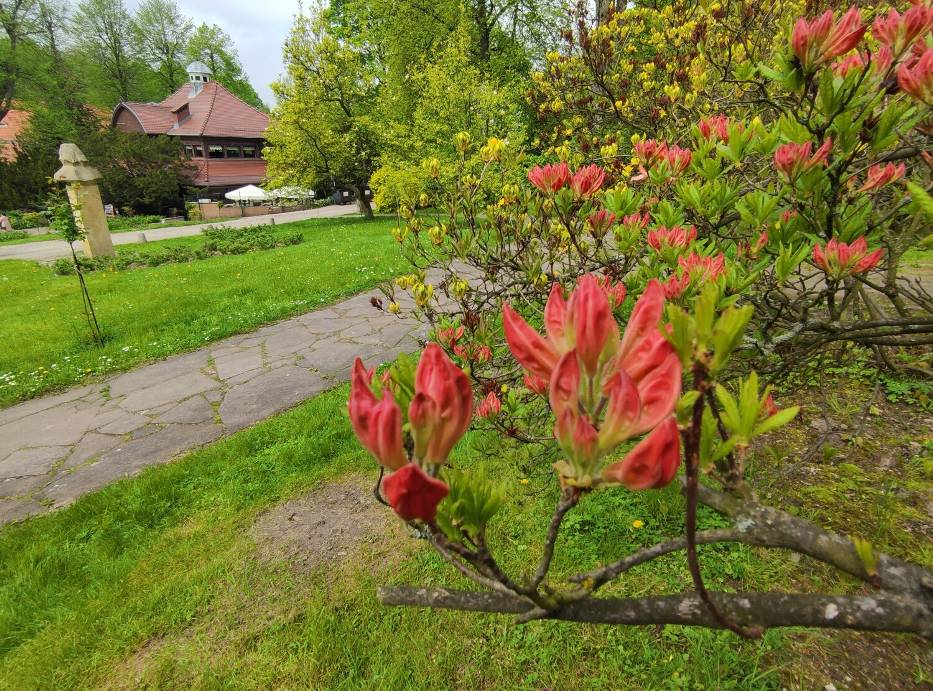 Nadchodzi najlepszy czas by podziwiać kwitnące różaneczniki w Parku Zdrojowym w Szczawnie-Zdroju [ZDJĘCIA]