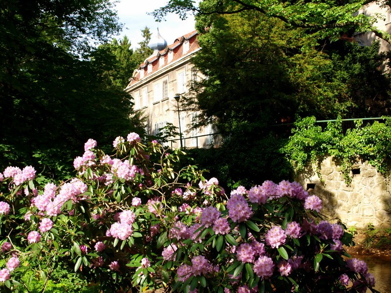 Iłowa, powiat żagański - ponad stuletni park z jedną z najstarszych w Polsce kolekcji różaneczników, powstał tu PIERWSZY w Europie prawdziwy ogród w stylu japońskim