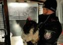 Gołdapscy policjanci uratowali czworonoga    