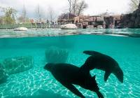 Opolskie zoo stało się perłą turystyczną regionu. Odwiedzają je setki tysięcy ludzi