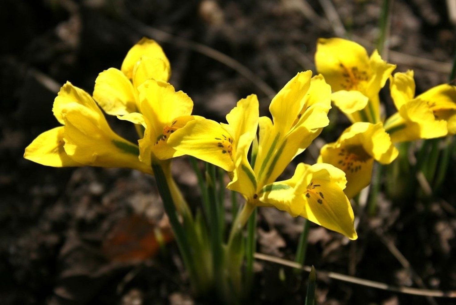 Irys Danforda