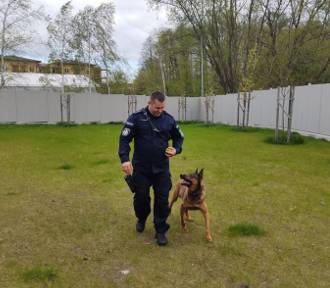 Pies policyjny z komendy w Rypinie przeszedł na emeryturę