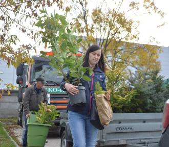 Akcja "Drzewko za makulaturę" już wkrótce w Bełchatowie