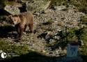 Spotykamy niedźwiedzie w Tatrach. Co zrobić w takiej sytuacji. TPN doradza 