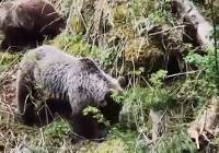 Niedźwiedzia rodzina w Dolinie Kościeliskiej. Matka z młodymi przy szlaku WIDEO 