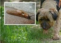 Te ślimaki zagrożeniem dla wilków, psów i kotów - alarmuje KPN, zjedzą nawet pisklę!