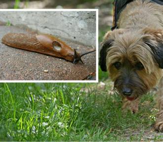 Te ślimaki zagrożeniem dla wilków, psów i kotów - alarmuje KPN, zjedzą nawet pisklę!