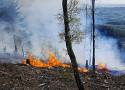 Pierwszy duży pożar lasu w regionie wałbrzyskim w sezonie 2024. Ktoś go podpalił. Na miejscu 14 zastępów straży pożarnej