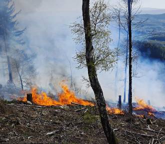 Duży pożar lasu w regionie, ktoś go podpalił, na miescu 14 zastępów strażków