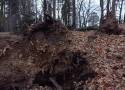 Orkan Nadia połamał drzewa w Parku Szwedzkim w Szczawnie - Zdroju. Uważajcie, jest tam niebezpiecznie