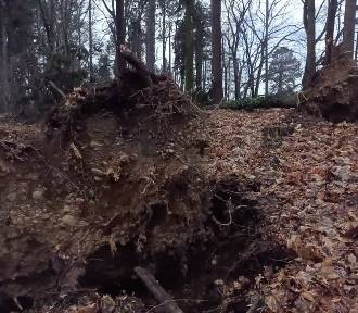 Orkan Nadia połamał drzewa w Parku Szwedzkim w Szczawnie - Zdroju. Uważajcie!