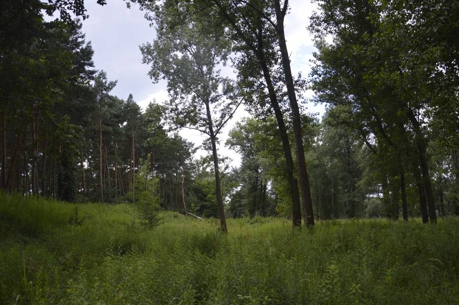 Las praktycznie obok centrum Głogowa