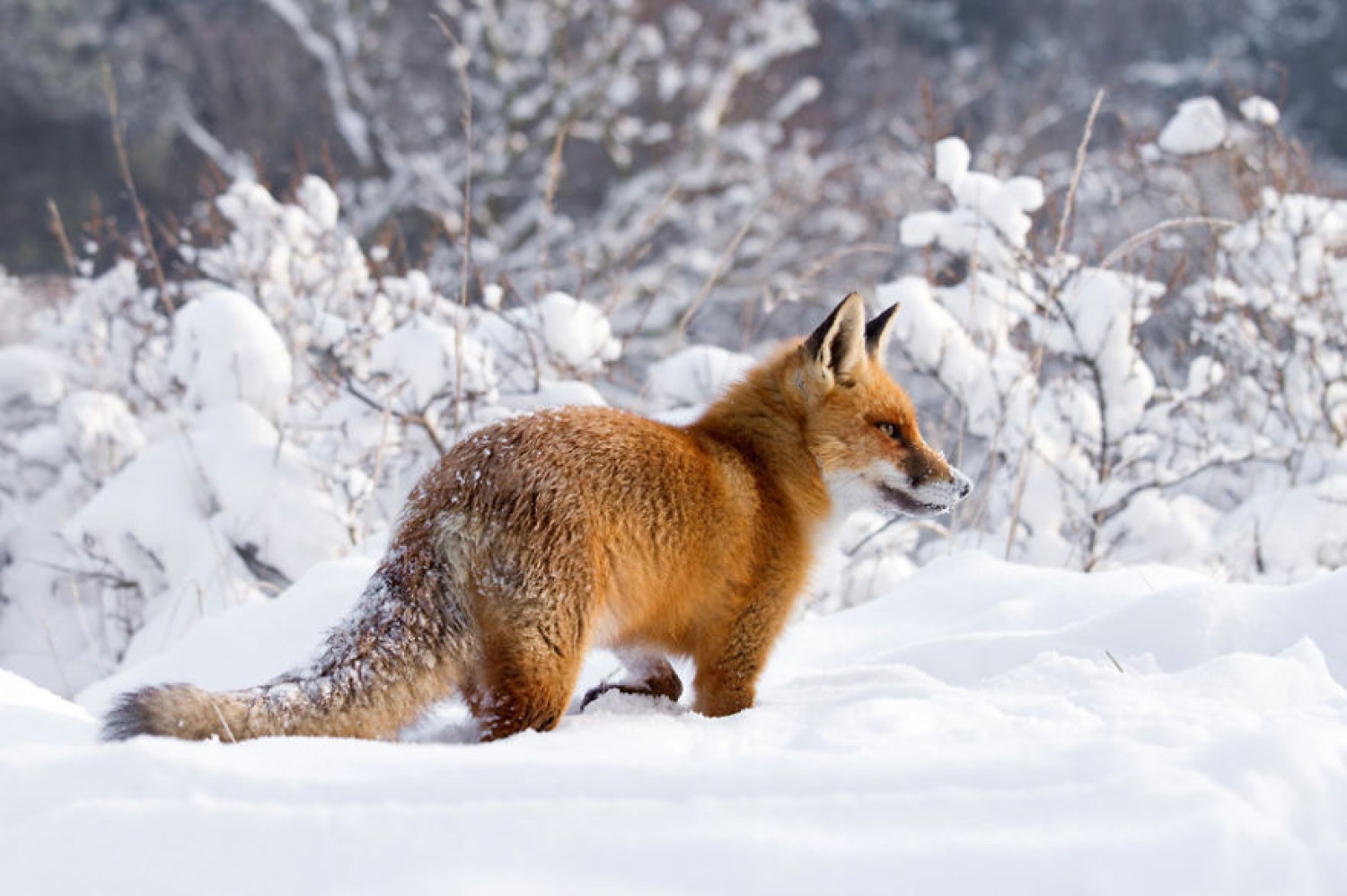 Lisy szaleją na śniegu. Zobaczcie niezwykłe zdjęcia Roeselien Raimond
