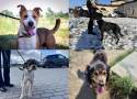 Psy ze schroniska w Świdnicy czekają na prawdziwy dom. Zobaczcie (II część zdjęć)!