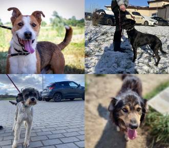 Psy ze schroniska w Świdnicy czekają na prawdziwy dom. Zobaczcie (II część zdjęć)!