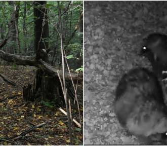 Coraz więcej jenotów w lasach pod Tarnowem. Jest nagranie z fotopułapki!